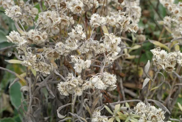 Anafalis pearl flowers: planting and care, description, photo in landscape design