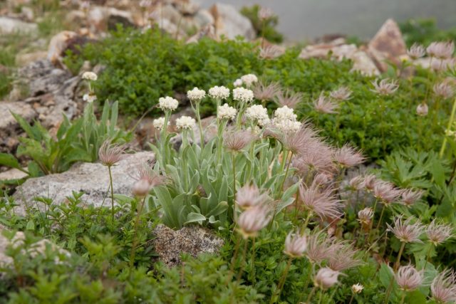 Anafalis pearl flowers: planting and care, description, photo in landscape design