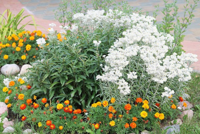 Anafalis pearl flowers: planting and care, description, photo in landscape design