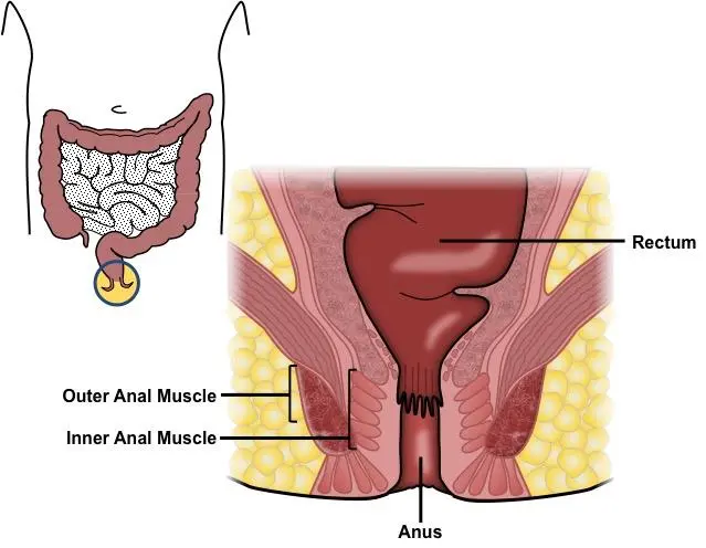 Anal cancer &#8211; causes, risk groups, prognosis. The most embarrassing cancer