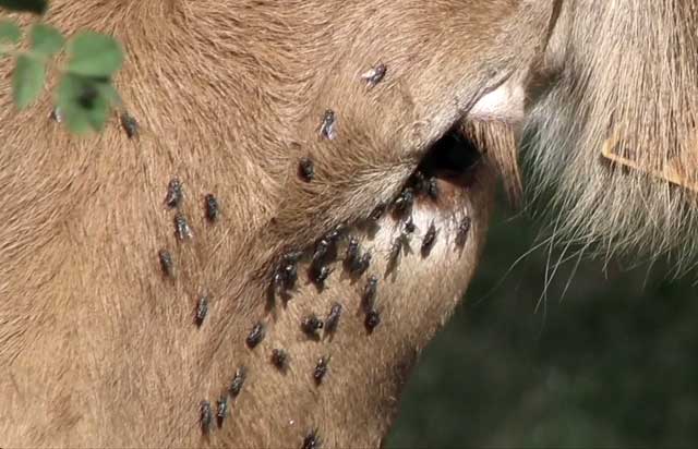 Anaplasmosis in cattle