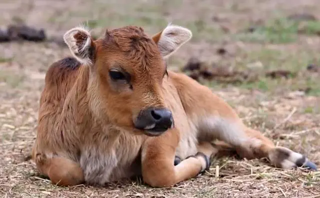 Anaplasmosis in cattle