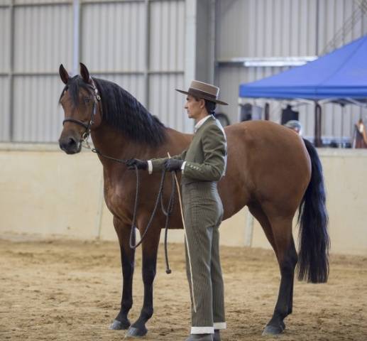 Andalusian horse