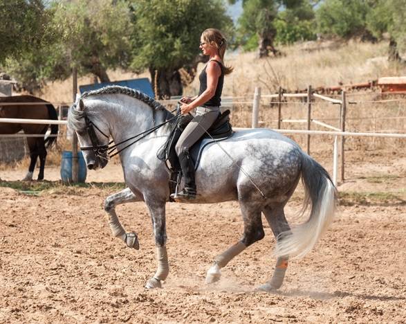 Andalusian horse