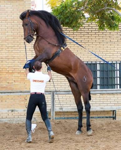 Andalusian horse