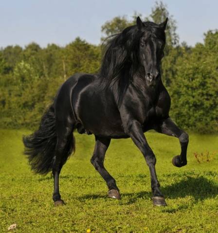 Andalusian horse