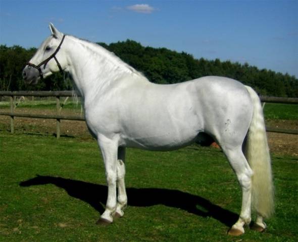 Andalusian horse