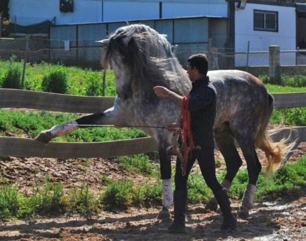 Andalusian horse