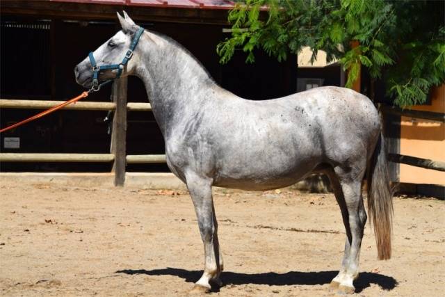 Andalusian horse