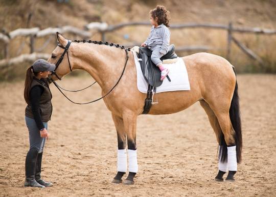 Andalusian horse