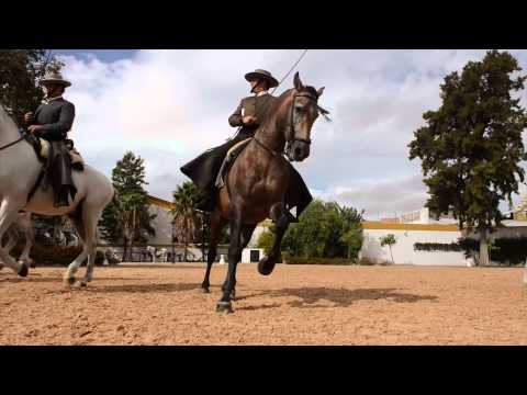 Andalusian horse