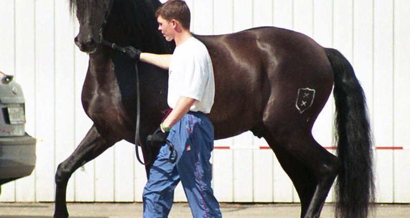 Andalusian horse