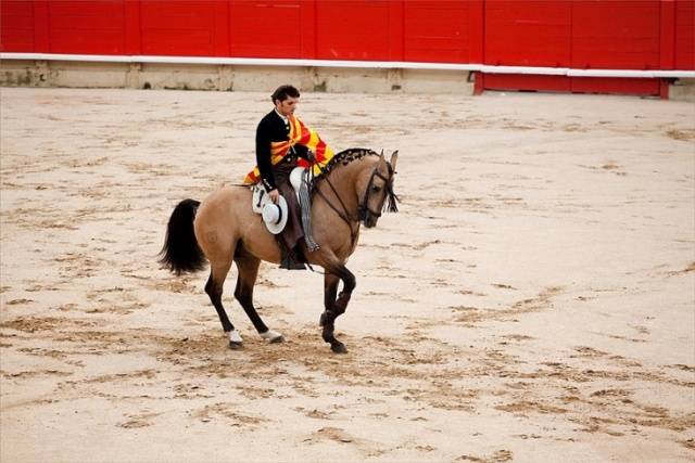 Andalusian horse