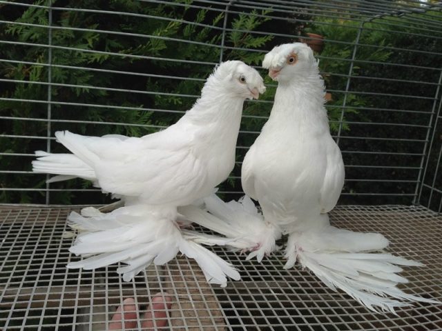 Andijan war pigeons