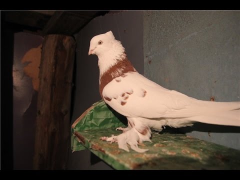 Andijan war pigeons