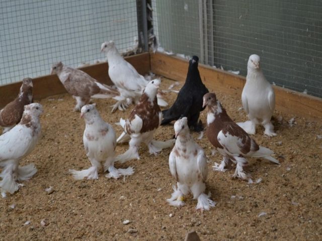 Andijan war pigeons