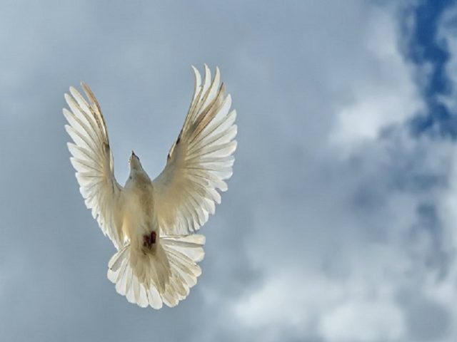 Andijan war pigeons