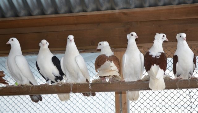 Andijan war pigeons