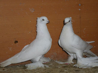 Andijan war pigeons