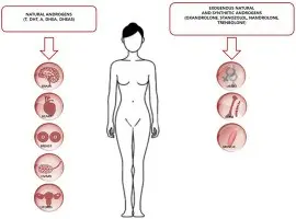 Androgens in women and men. Effects of hyperandrogenism