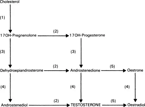 Androstenedione &#8211; an important sex hormone