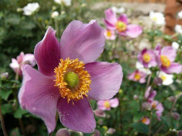 Anemone autumn: description of varieties + photo