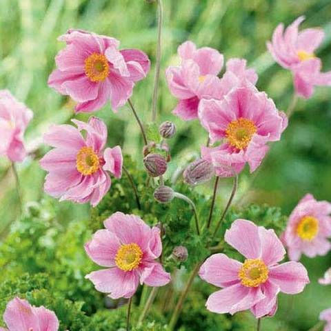 Anemone autumn: description of varieties + photo