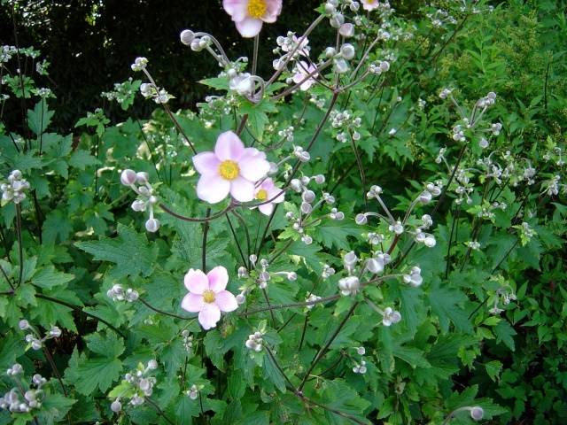 Anemone autumn: description of varieties + photo