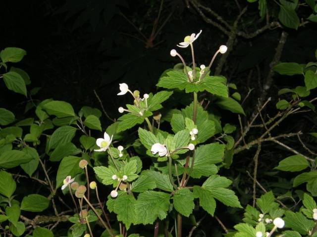 Anemone autumn: description of varieties + photo