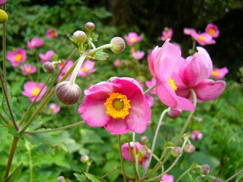 Anemone autumn: description of varieties + photo