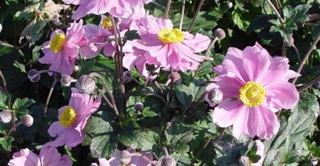 Anemone autumn: description of varieties + photo