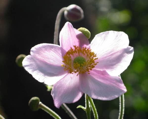 Anemone autumn: description of varieties + photo