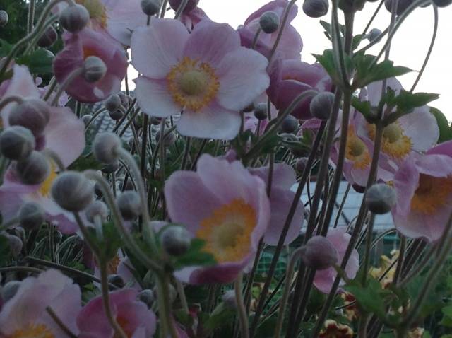 Anemone autumn: description of varieties + photo