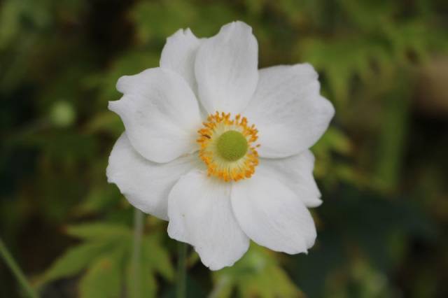 Anemone autumn: description of varieties + photo