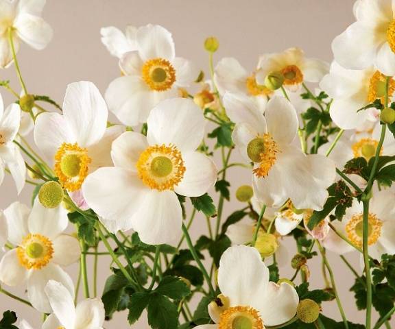 Anemone autumn: description of varieties + photo