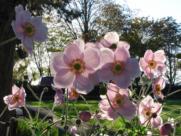 Anemone autumn: description of varieties + photo