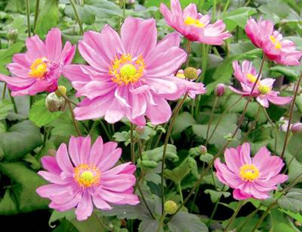 Anemone autumn: description of varieties + photo