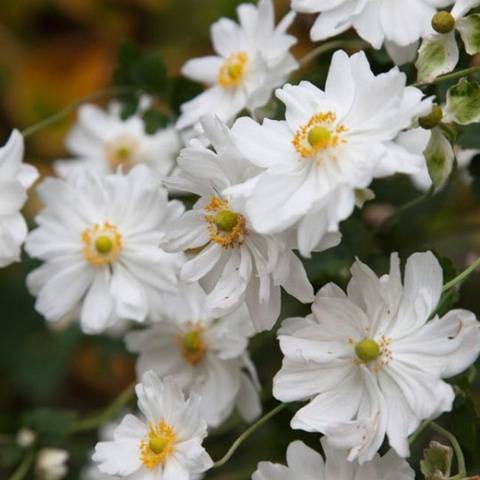 Anemone autumn: description of varieties + photo