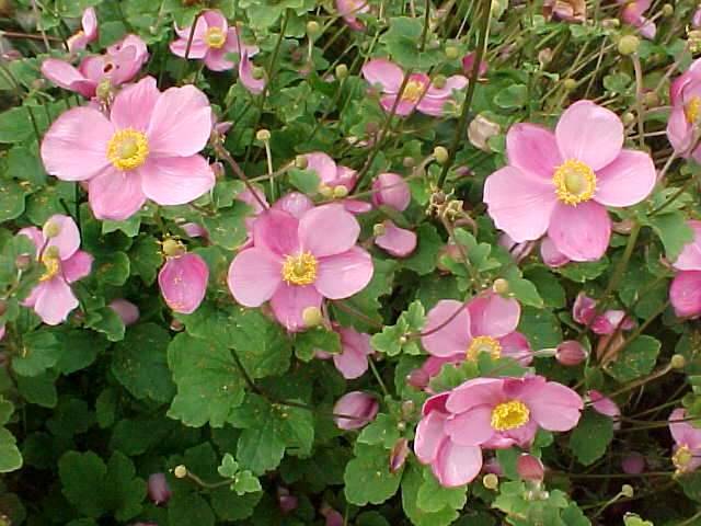 Anemone autumn: description of varieties + photo