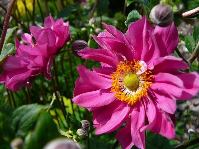 Anemone autumn: description of varieties + photo