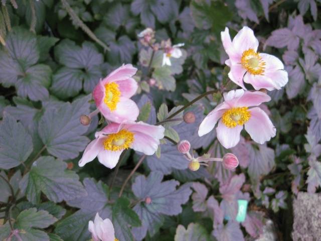 Anemone autumn: description of varieties + photo