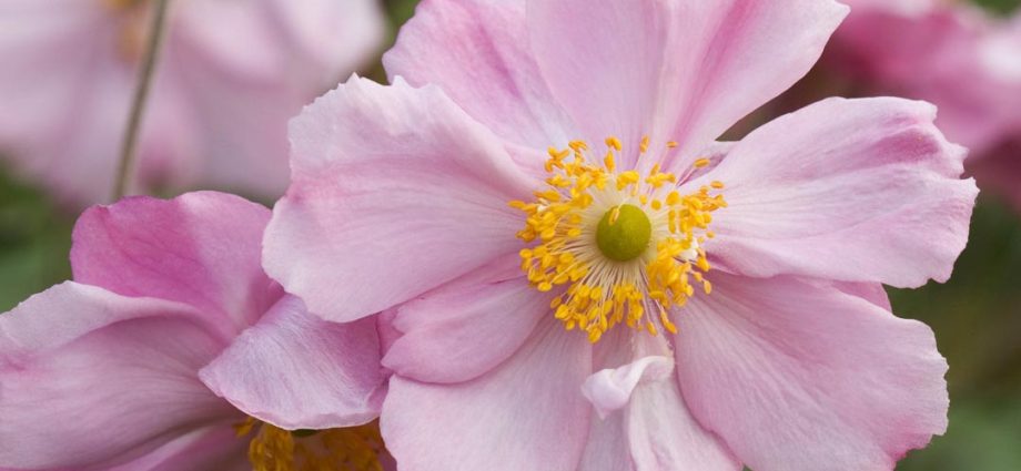 Anemone autumn: description of varieties + photo