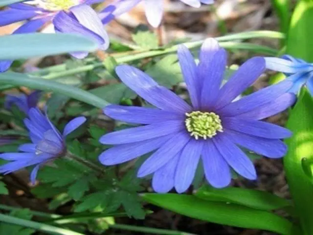 Anemone Blanda: planting and care