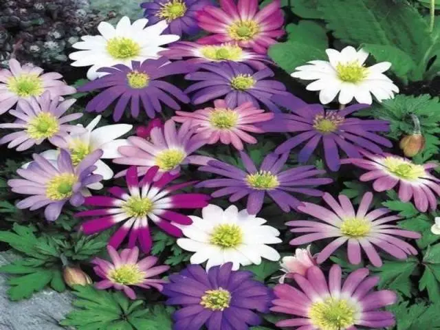 Anemone Blanda: planting and care