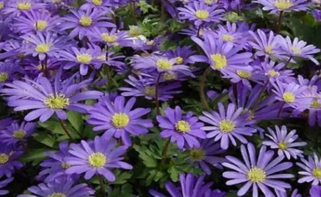 Anemone Blanda: planting and care