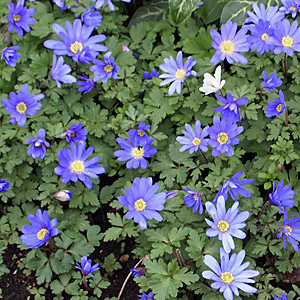 Anemone Blanda: planting and care