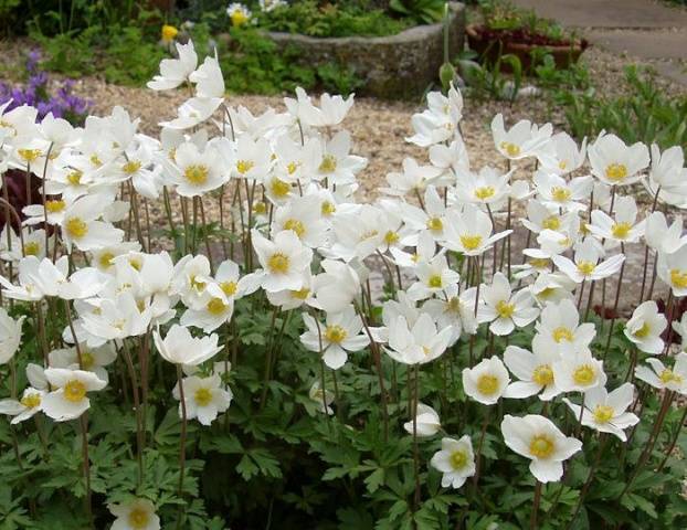 Anemone care in autumn 