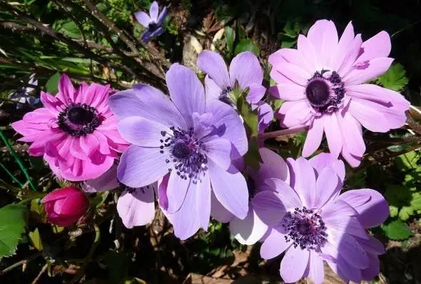 Anemone care in autumn 