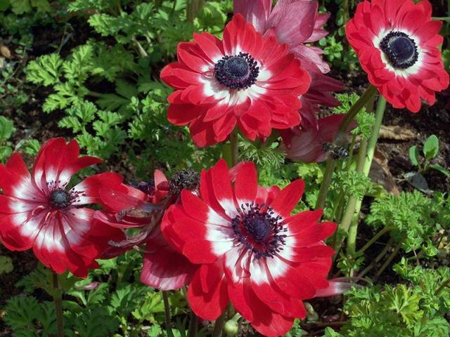 Anemone care in autumn 