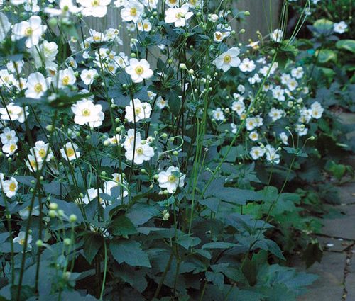 Anemone care in autumn 